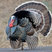 Wild Turkey